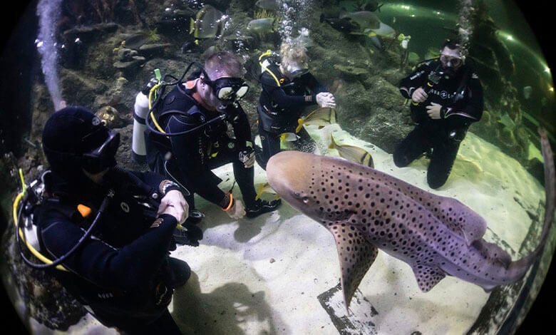 Skegness Aquarium Diving Experiences Skegness Aquarium Diving Experiences