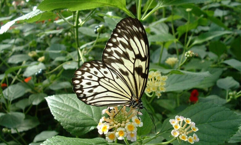 Natureland Butterfly