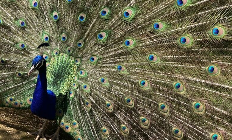 Elsham Gardens animals