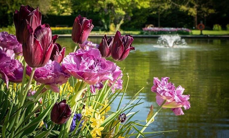 Springfields garden Springfields garden