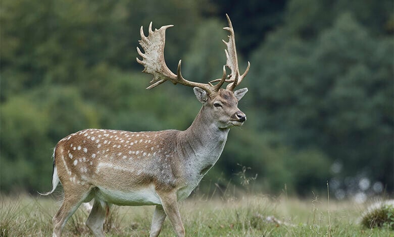 Grimsthorpe Castle Fallow Deer Grimsthorpe Castle Fallow Deer