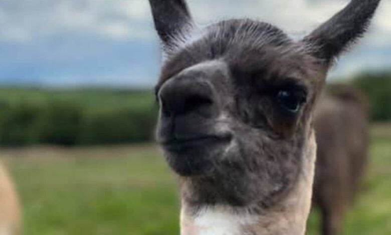 Louth Llamas