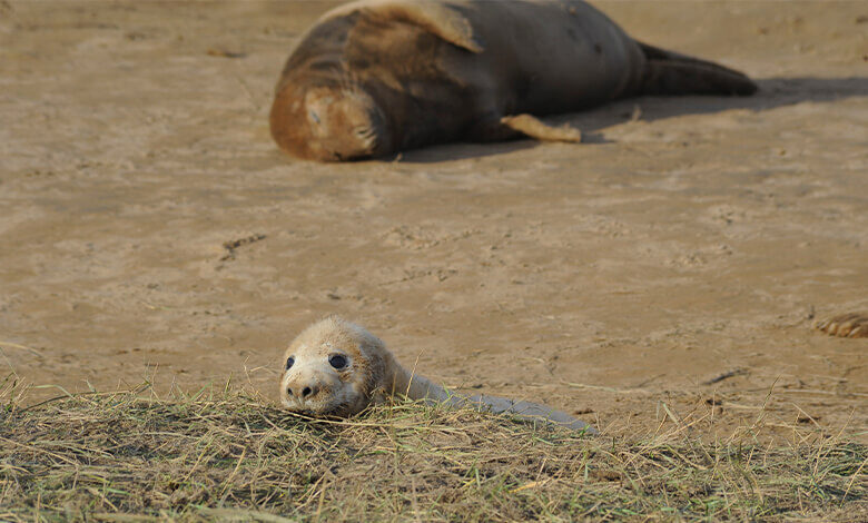 Donna Nook Seals