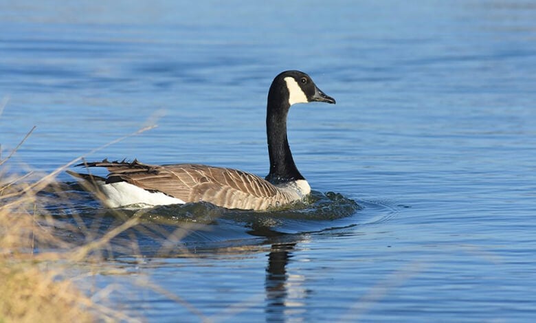 Birdwatching Natural Coast