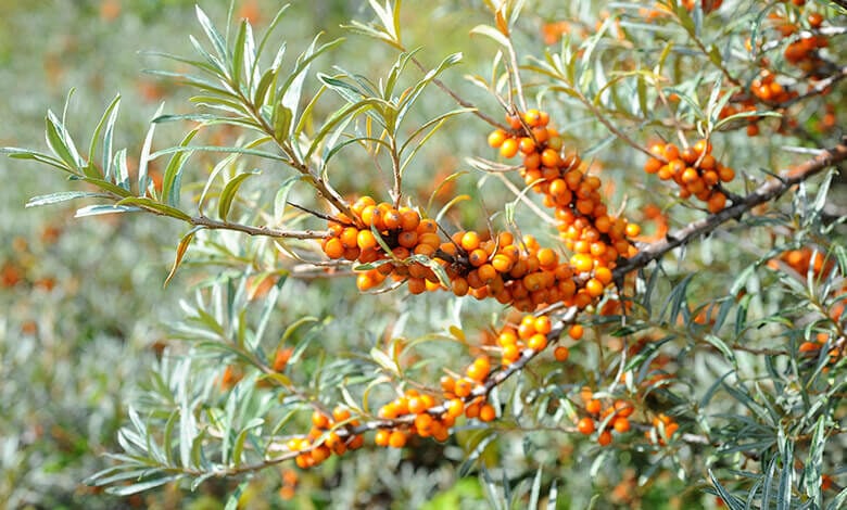 Lincolnshire Wildlife Trust