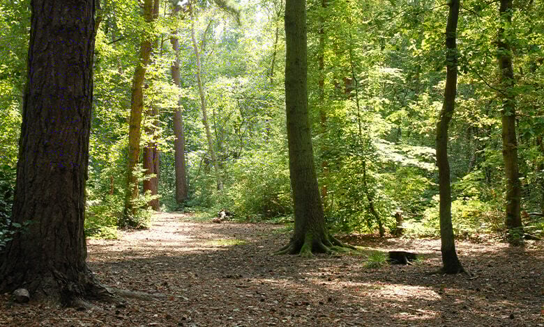 Woodland Walks Woodland Walks