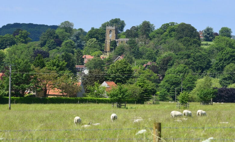 Tealby Scene of Cattle and Church in the background Tealby Scene of Cattle and Church in the background