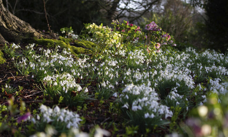 Snowdrops at Easton Walled Gardens