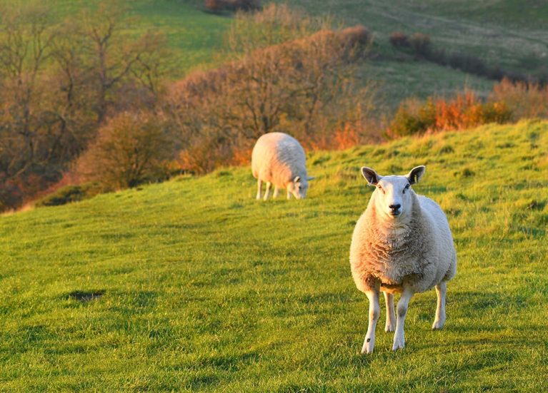 Lincolnshire wolds Lincolnshire Wolds