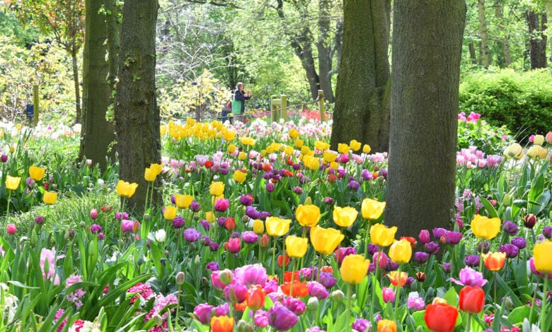 Spalding Tulips Spalding Tulips