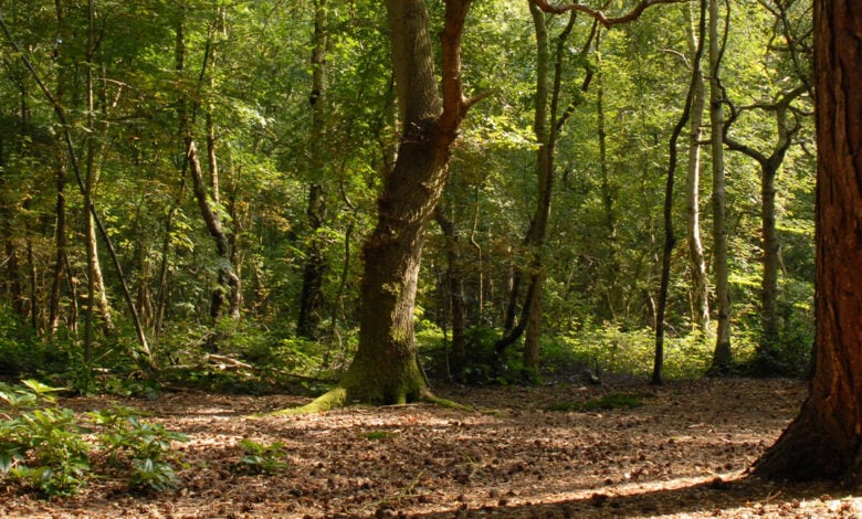 Woodhall Spa Woodhall Spa