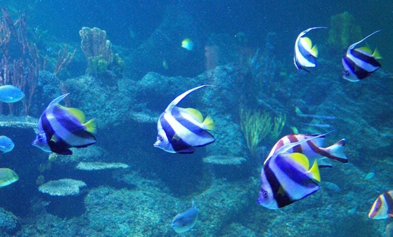 Skegness Aquarium