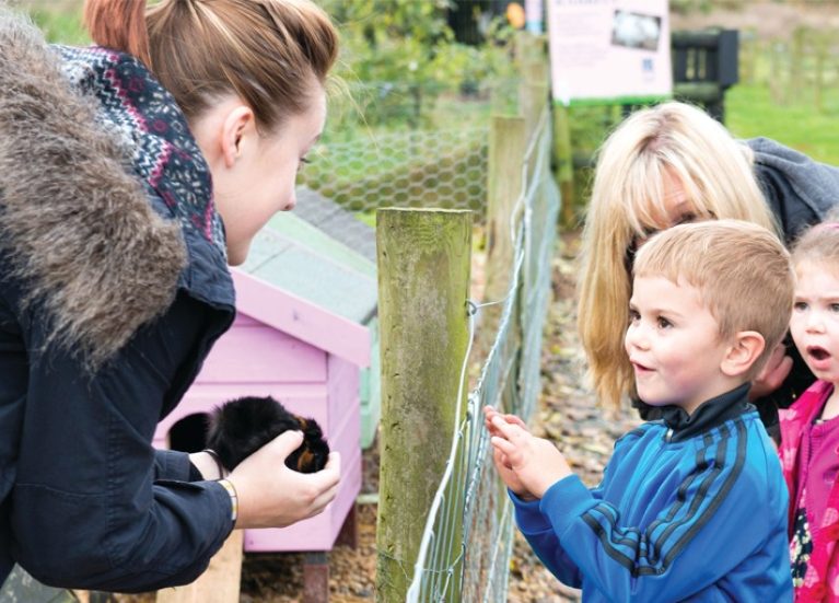 Pink pig farm lincolnshire Pink pig animal experience
