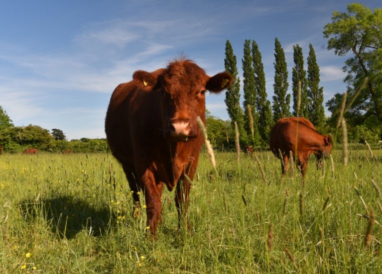 Lincoln Red, Doddington