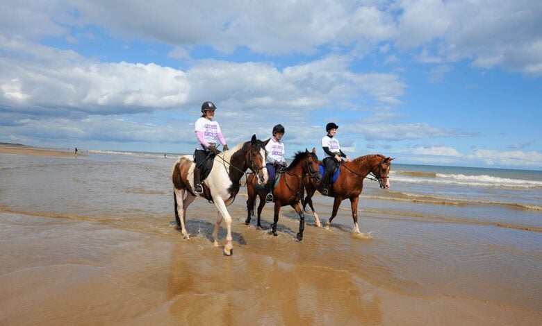 Horses at Anderby Creek Horses at Anderby Creek