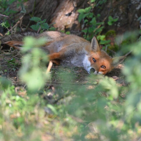 Fox wakes up