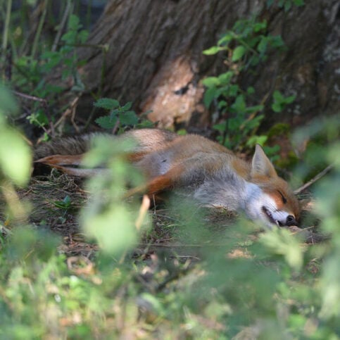 Sleeping fox
