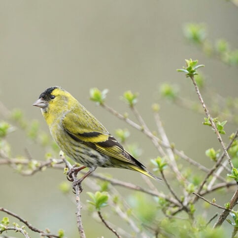 siskin