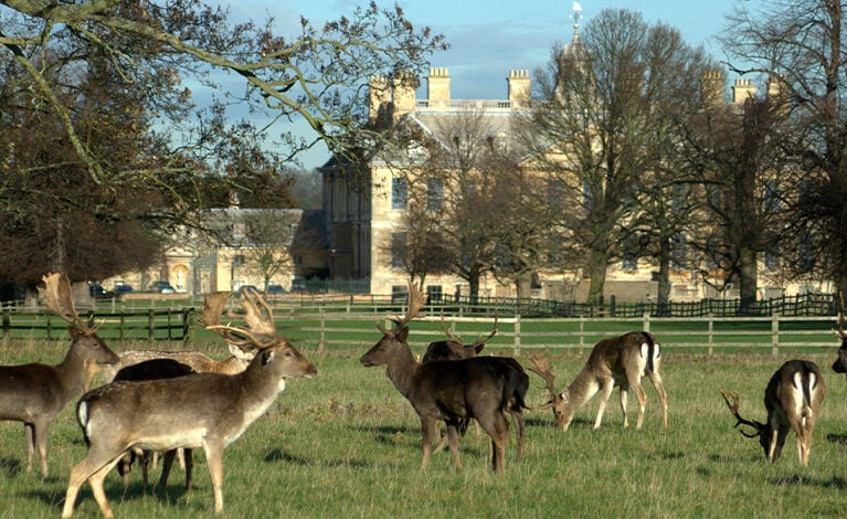 Deer on the Belton Estate