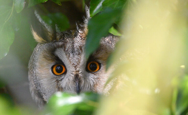 long eared owl