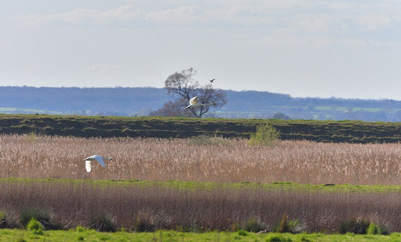 Willow Tree Fen