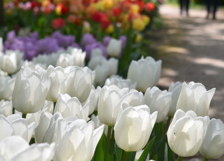 Springfield Festival Gardens Header