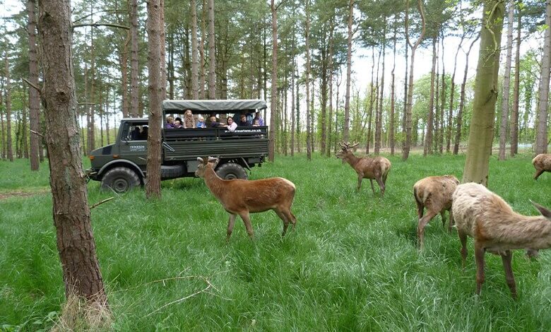 Stourton Estates Deer Safari Stourton Estates Deer Safari