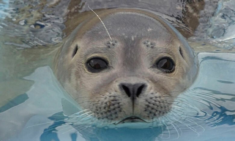 Natureland Seal Natureland Seal