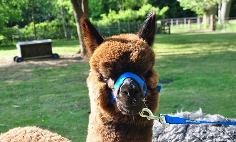 Walking with alpacas Walking with alpacas