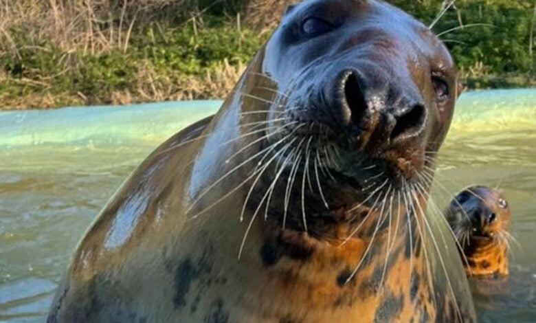 Mablethorpe Seal Sancturary Mablethorpe Seal Sancturary