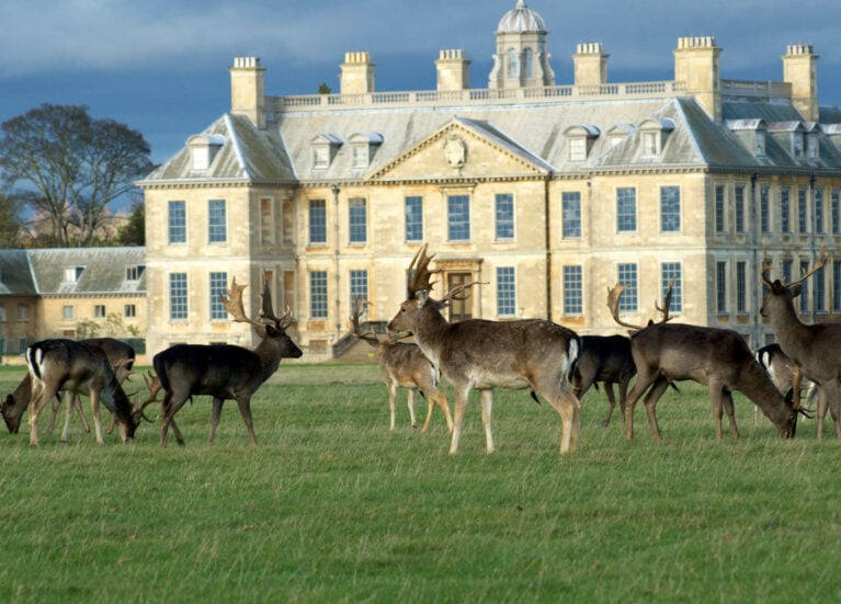 Belton Deer