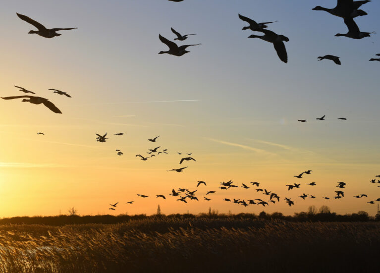 Frampton Marsh