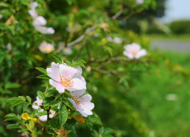 Spring flowers