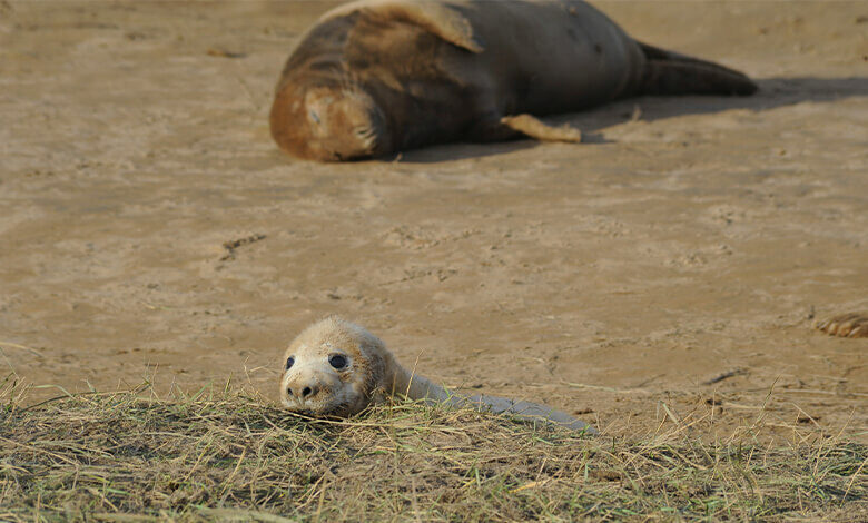 Donna Nook Seals Donna Nook Seals