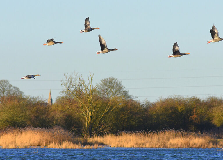 birds in flight