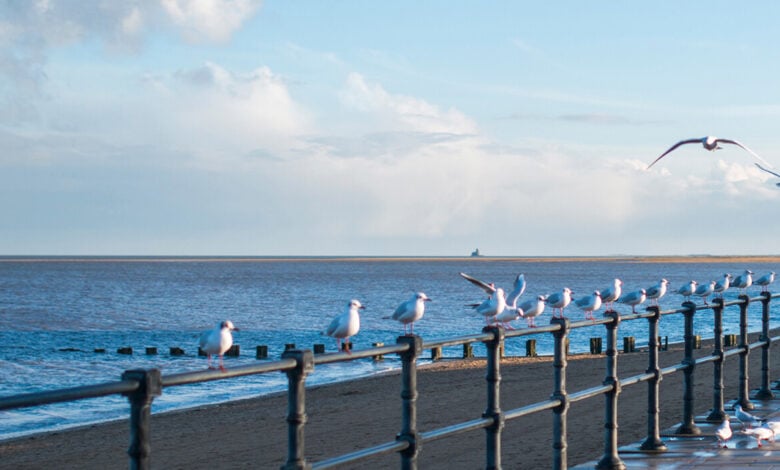 Seagulls at Cleethorpes Seagulls at Cleethorpes