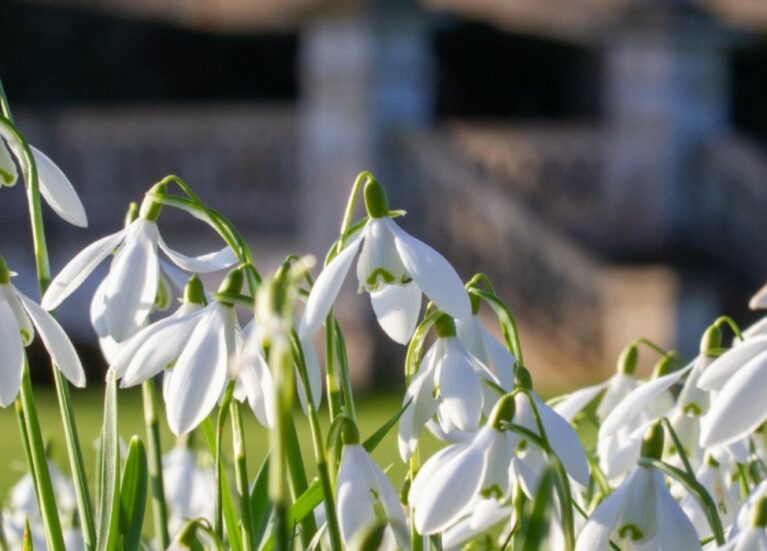 Snowdrops at Easton Walled Gardens