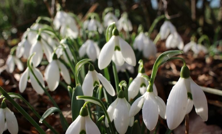 Snowdrops at Brightwater Gardens Snowdrops at Brightwater Gardens