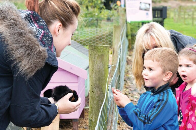 Pink pig animal experience