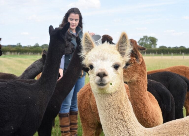 Alpaca feeding time