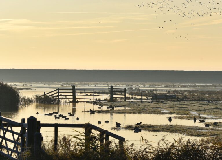 Frampton Marsh RSPB