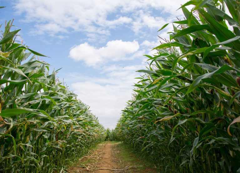 Uncle Henry's Maize Maze