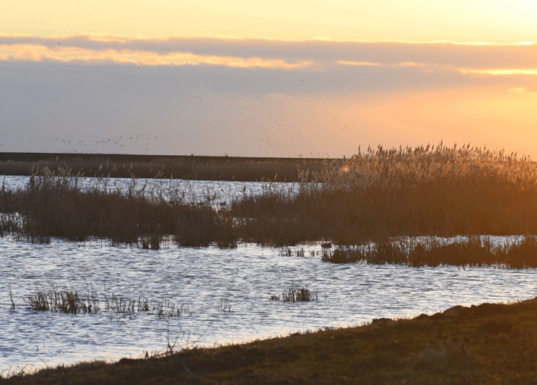 Frampton Marsh Blog Header