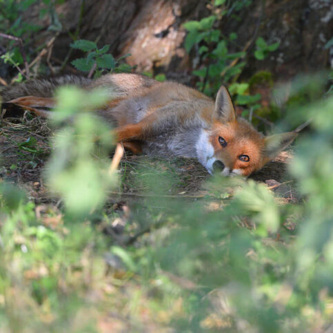 Fox wakes up