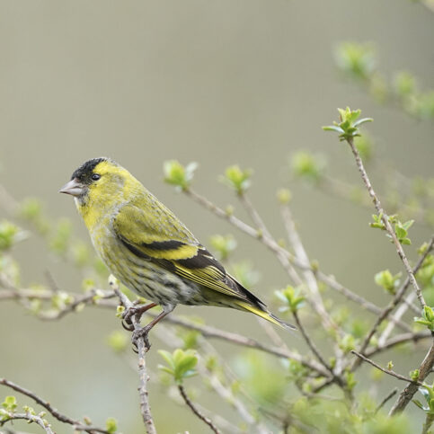 siskin
