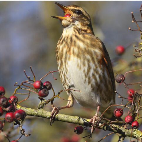 Redwing